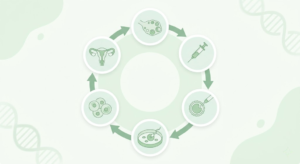 What Is IVF Process